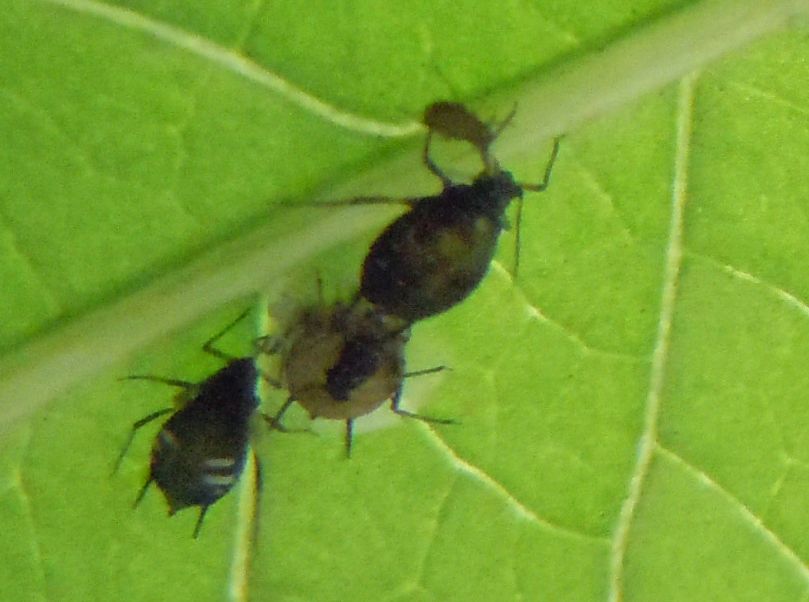 Aphis sambuci/Afide del Sambuco